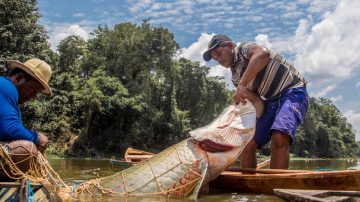 pirarucu-e-pescado-na-comunidade-sao-raimundo-do-jaraua-no-amazonas-1616088993207_v2_4x3