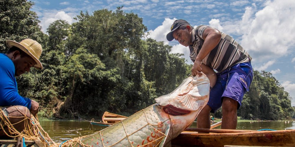 pirarucu-e-pescado-na-comunidade-sao-raimundo-do-jaraua-no-amazonas-1616088993207_v2_4x3